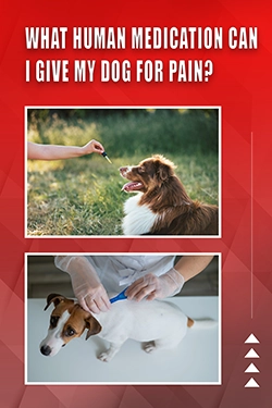 What Human Medication Can I Give My Dog For Pain