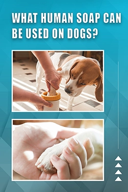 What Human Soap Can Be Used On Dogs