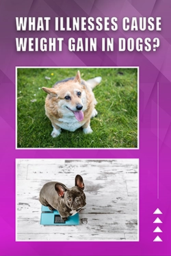 What Illnesses Cause Weight Gain In Dogs