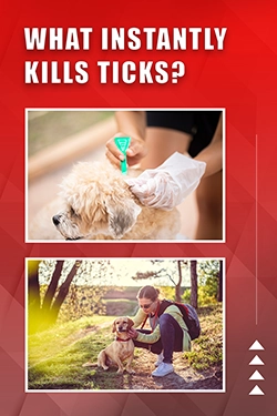 What Instantly Kills Ticks