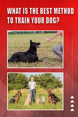 What Is The Best Method To Train Your Dog