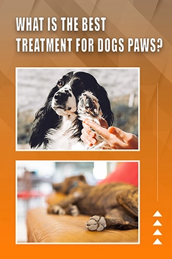 What Is The Best Treatment For Dogs Paws