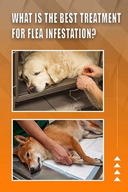 What Is The Best Treatment For Flea Infestation