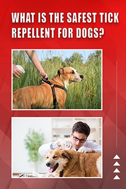 What Is The Safest Tick Repellent For Dogs