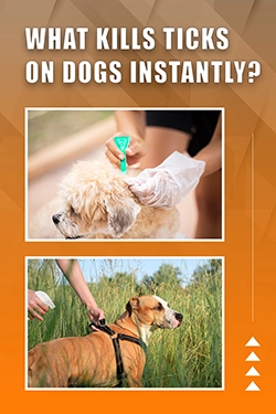 What Kills Ticks On Dogs Instantly