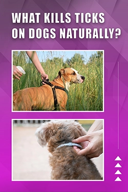 What Kills Ticks On Dogs Naturally