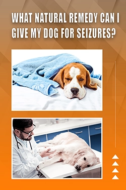 What Natural Remedy Can I Give My Dog For Seizures