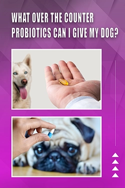 What Over The Counter Probiotics Can I Give My Dog