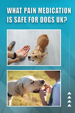 What Pain Medication Is Safe For Dogs UK