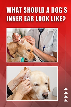 What Should A Dog's Inner Ear Look Like