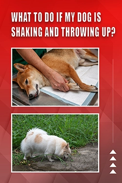 What To Do If My Dog Is Shaking And Throwing Up?