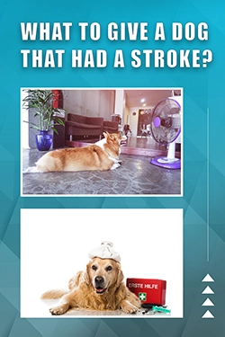 What To Give A Dog That Had A Stroke