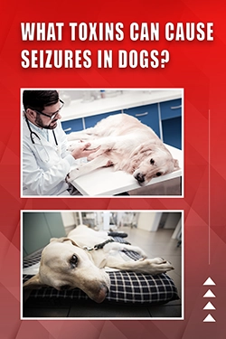 What Toxins Can Cause Seizures In Dogs