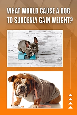 What Would Cause A Dog To Suddenly Gain Weight