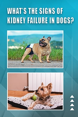 What's The Signs Of Kidney Failure In Dogs