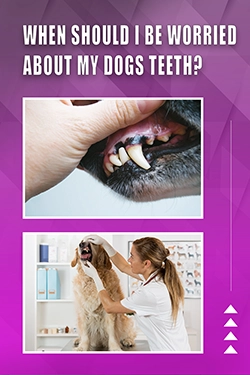When Should I Be Worried About My Dogs Teeth