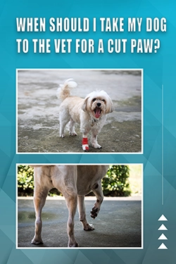 When Should I Take My Dog To The Vet For A Cut Paw