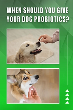 When Should You Give Your Dog Probiotics