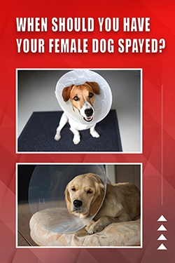 When Should You Have Your Female Dog Spayed