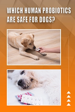 Which Human Probiotics Are Safe For Dogs