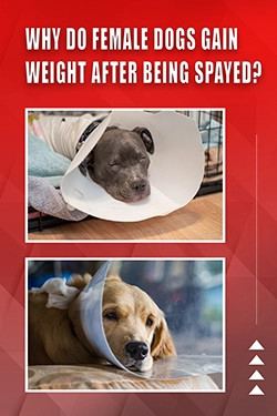 Why Do Female Dogs Gain Weight After Being Spayed