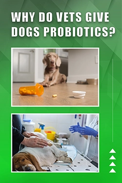 Why Do Vets Give Dogs Probiotics