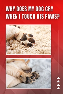 Why Does My Dog Cry When I Touch His Paws