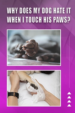 Why Does My Dog Hate It When I Touch His Paws