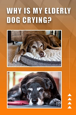Why Is My Elderly Dog Crying