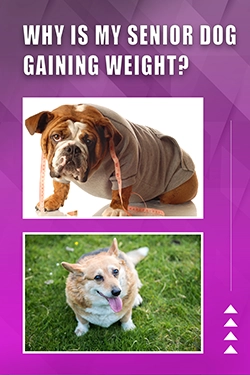 Why Is My Senior Dog Gaining Weight