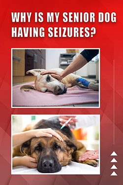 Why Is My Senior Dog Having Seizures