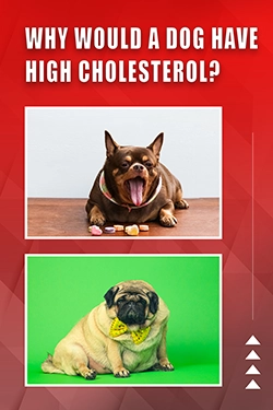 Why Would A Dog Have High Cholesterol