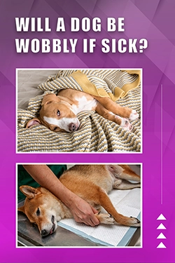 Will A Dog Be Wobbly If Sick