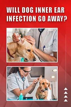 Will Dog Inner Ear Infection Go Away