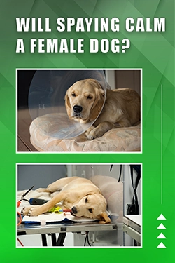 Will Spaying Calm A Female Dog