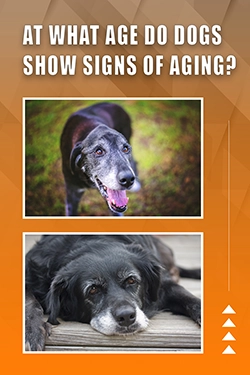 At What Age Do Dogs Show Signs Of Aging