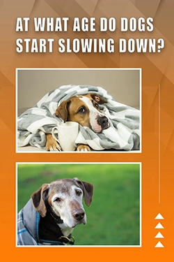 At What Age Do Dogs Start Slowing Down