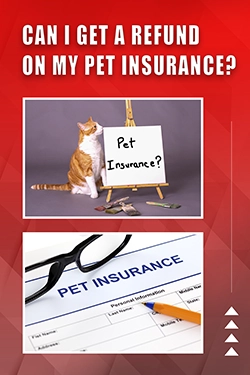 Can I Get A Refund On My Pet Insurance