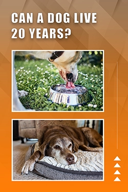 Can A Dog Live 20 Years