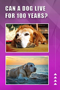 Can A Dog Live For 100 Years