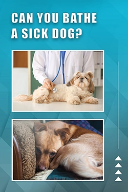Can You Bathe A Sick Dog