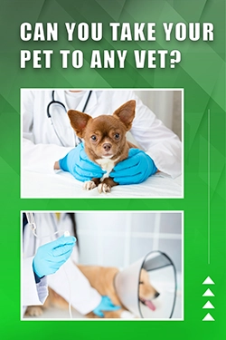 Can You Take Your Pet To Any Vet
