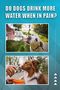 Do Dogs Drink More Water When In Pain