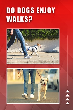 Do Dogs Enjoy Walks