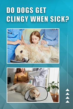 Do Dogs Get Clingy When Sick