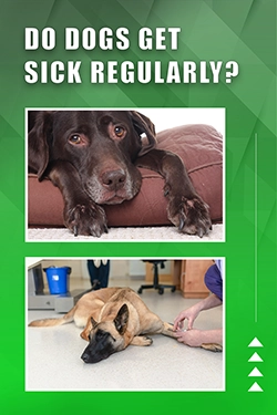 Do Dogs Get Sick Regularly