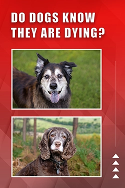 Do Dogs Know They Are Dying