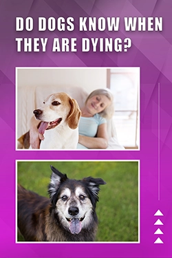 Do Dogs Know When They Are Dying
