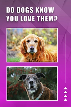 Do Dogs Know You Love Them