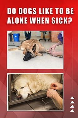 Do Dogs Like To Be Alone When Sick